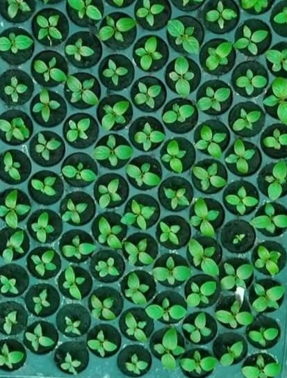 Kratom seedlings in trays