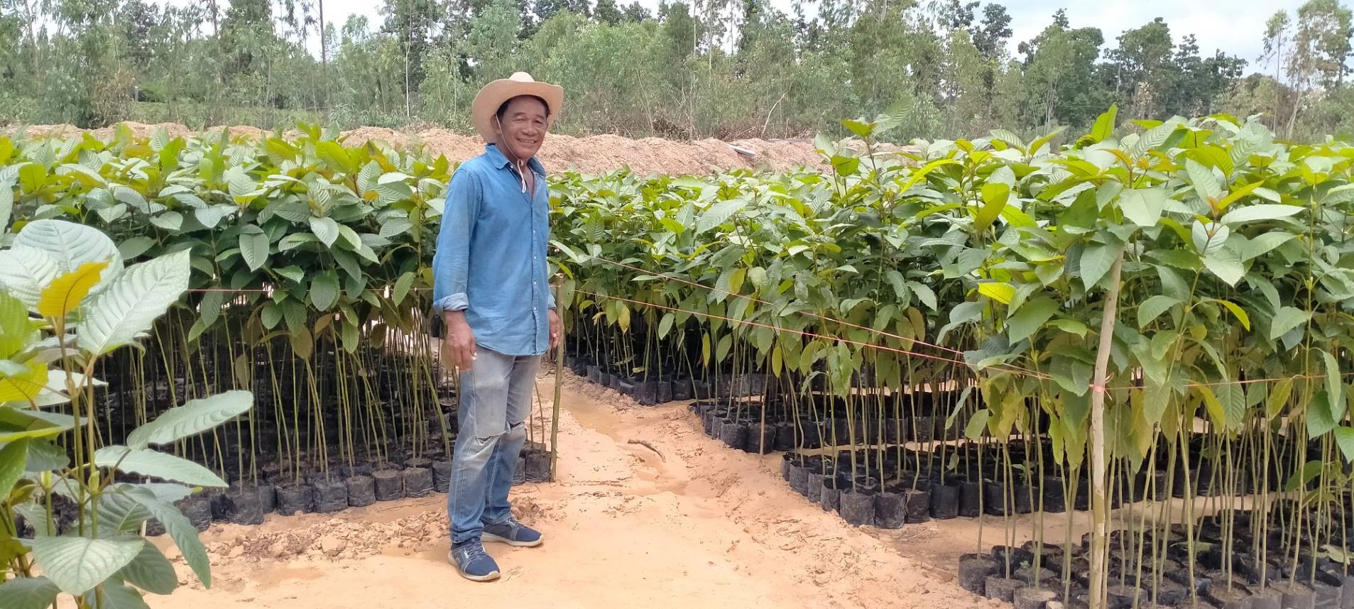 Kratom farm field