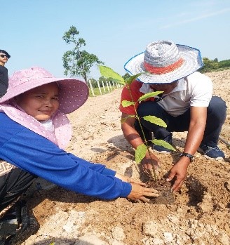 Transplanting seedlings