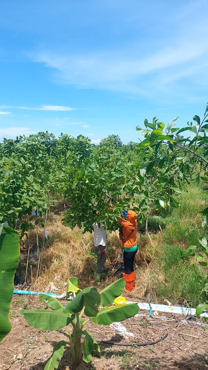 Kratom garden