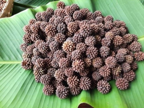 Kratom seeds